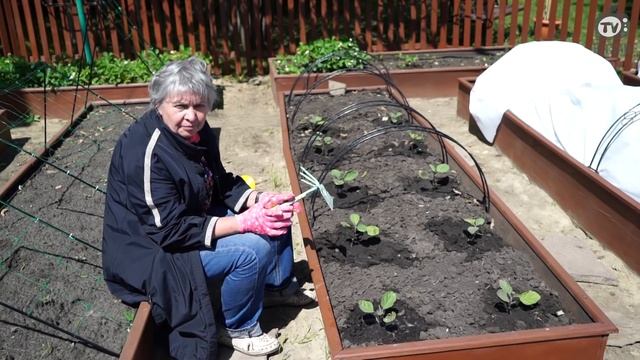 Как Правильно Поливать Баклажаны ? Урожай Баклажанов ? Советы От Хитсад ТВ дачные советы смотреть онлайн