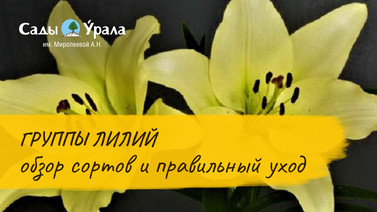 Группы лилий, обзор сортов и правильный уход с Миролеевой Александрой Николаевной смотреть онлайн