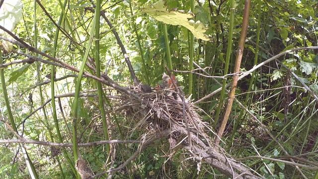 Славка садовая 160611 1 в Поганово 160624 Yi 1080p 50fps взрослые птенцы в гнезде 22