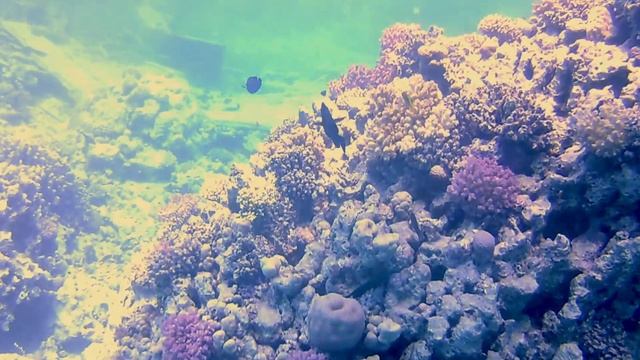 Алтайский клуб дайвинга Египет 2022 смотреть онлайн