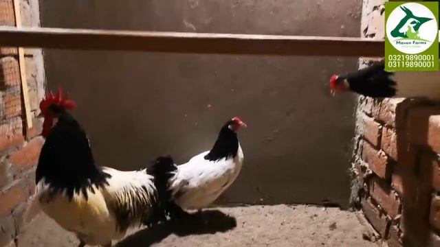 Vorwerk Lakenvelder Hamburg Jersey Giant New Imported Ringbirds смотреть онлайн