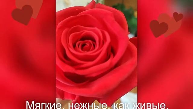 Стабилизированная роза производства Эйлат