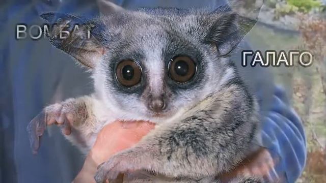 Самые редкие и необычные животные планеты В Гостях У Faith слайд шоу смотреть онлайн