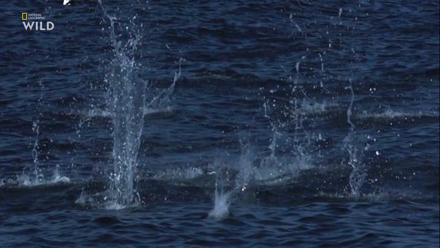 Nat Geo Wild - Чудеса океана - 1серия  Острова жизни