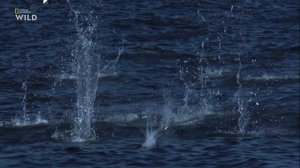 Nat Geo Wild - Чудеса океана - 1серия  Острова жизни