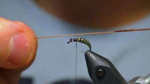 Caddis Pupa. Куколка Ручейника