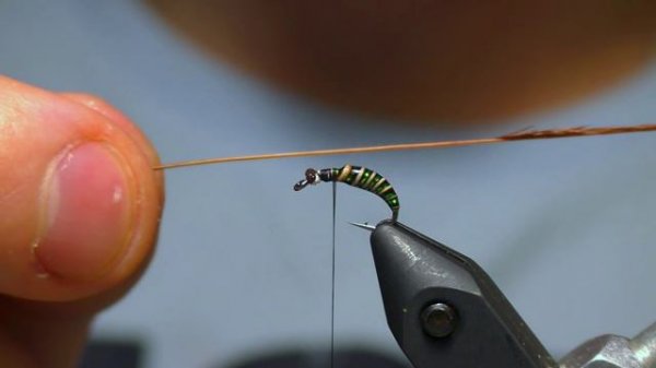 Caddis Pupa. Куколка Ручейника