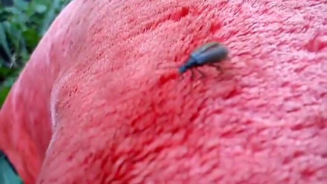 Летающий жучок смотреть онлайн