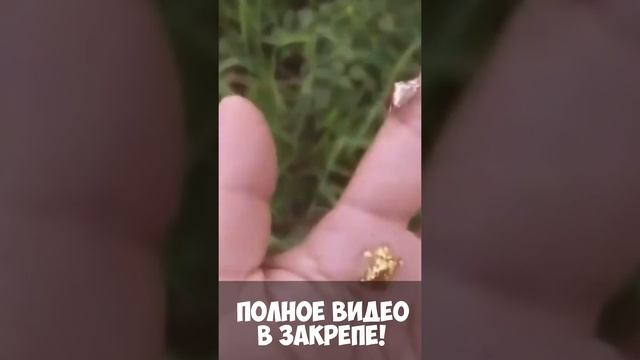 Жук черепаха смотреть онлайн