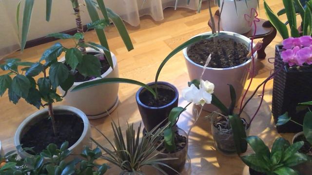 Часть моих растений смотреть онлайн