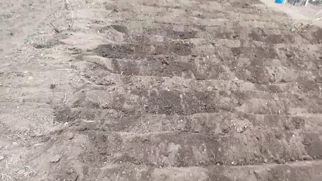ПОСАДКА КАРТОШКИ БЕЗ ЛОПАТЫ. смотреть онлайн