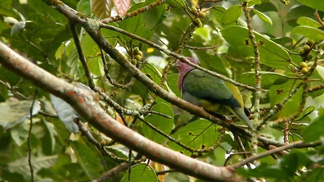 Mount Welirang Birding Hotspot: Footages Compilation смотреть онлайн