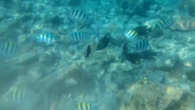 Египет, красное море, ватреча с рыбой камень. Самая ядовитая в мире рыба. смотреть онлайн