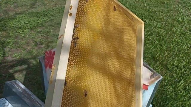 Пропала матка. Невезучее место, что делать? Пчеловодство! смотреть онлайн