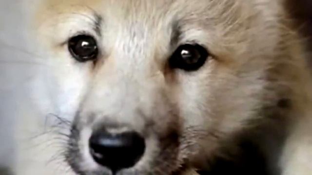 Он приютил щенка, но через месяц выяснилось, что это вовсе не собака! смотреть онлайн