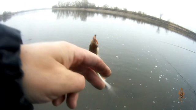 Трофейный окунь на боковой кивок, в марте на Москве-реке. 