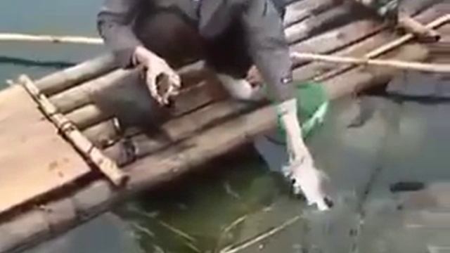 Рыбалка - ловля рыбы на утку, дрессированная утка смотреть онлайн