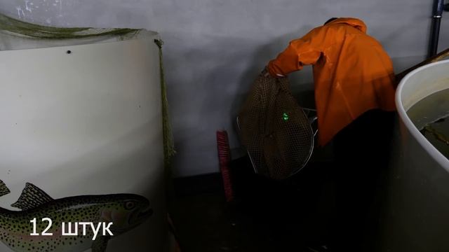 Форель в УЗВ результаты за 6 месяцев. Часть 5 смотреть онлайн