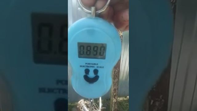 Мой самый большой карась смотреть онлайн