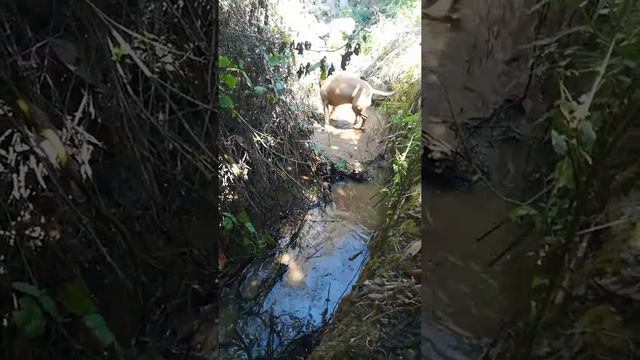 Бобр и Выдра смотреть онлайн