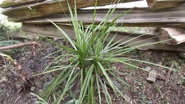 Bonsai Cordyline australis смотреть онлайн