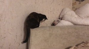 Бультерьер играет с кошкой