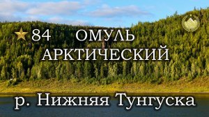 ✮ р. Нижняя Тунгуска ✮ Омуль арктический ✮ Русская рыбалка 4 ✮