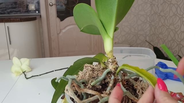 Реанимация ГНИЕТ орхидея // ЖЕЛТЕЕТ лист орхидеи и отваливается смотреть онлайн