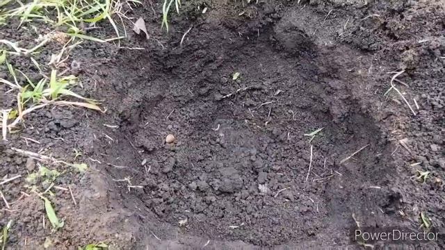 пересаживаю взрослый куст гортензии в октябре