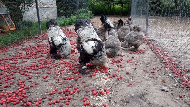 куры Брама смотреть онлайн