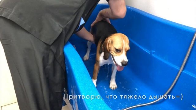 КАК МЫТЬ СОБАКУ? | ГРУМИНГ БИГЛЯ / Бигль Enzo смотреть онлайн