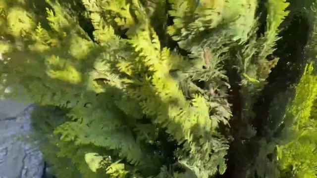 Опять обман?! Уход за хвойными растениями. Помог ли ЯРОС ? Готовим хвойные к зиме. смотреть онлайн