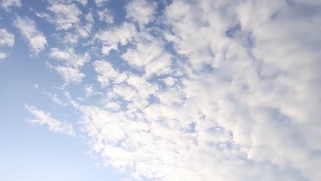 Жених выгнал невесту из дома накануне свадьбы ради собаки. У него была веская причина смотреть онлайн