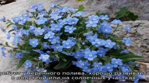 Почвопокровные многолетние цветы