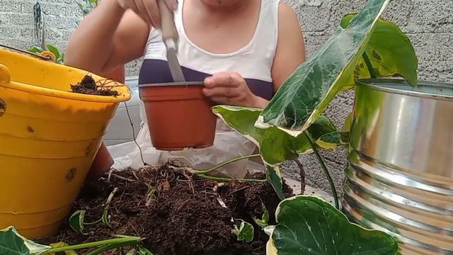 transplante y reproduciendo alocasia mariposa смотреть онлайн