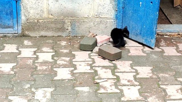Котята разгулялись и ходят по двору, где подерутся, где просто изучают! Изучение новой территории! смотреть онлайн