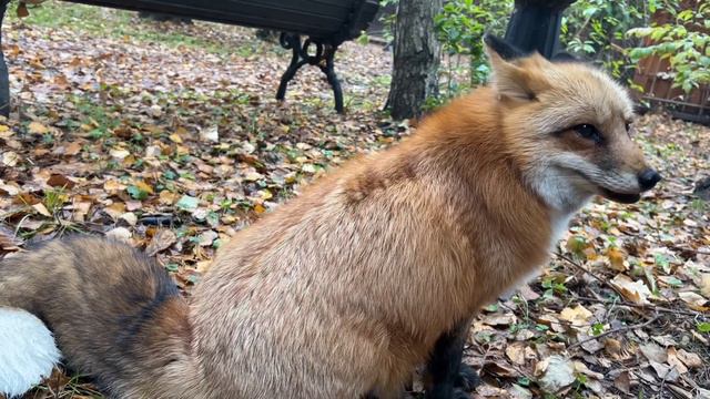 Алиса - лиса. Двуногие не понимают что скоро зима, нужна подготовка!