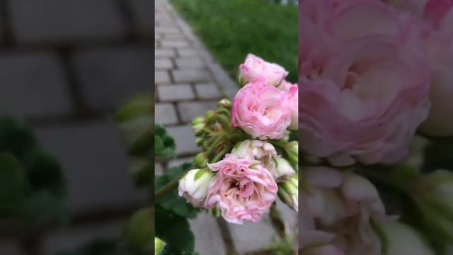 #25. Пеларгония Kvarnlyckans Anna-Jeanette смотреть онлайн