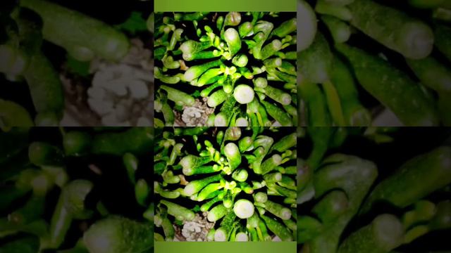 "Skinny Fingers" Plant - A Rare Variety of Crassula Ovata! смотреть онлайн