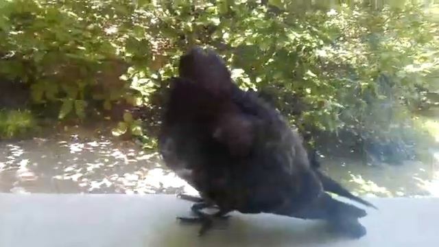 Голубь чистит пёрышки.. смотреть онлайн