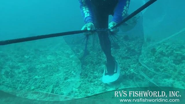 firefish смотреть онлайн