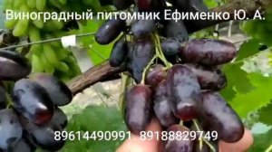 виноград Памяти Бронислава