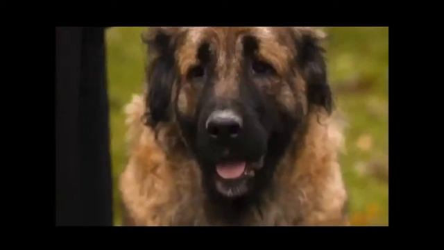 Кавказская овчарка смотреть онлайн