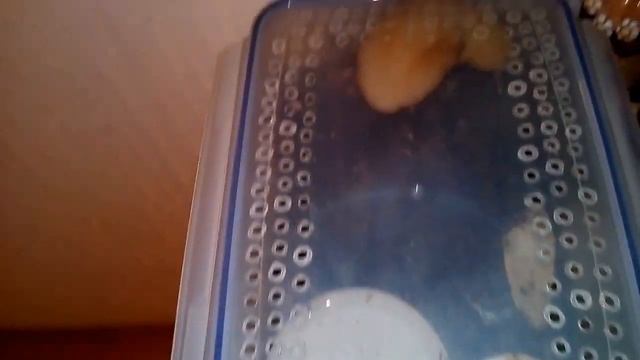 Гигантская улитка Ахатина у меня дома смотреть онлайн