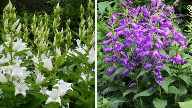 Посейте цветы в январе! Они станут украшением любого цветника или клумбы в саду. Часть 2 смотреть онлайн