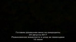 Золотистая смородина посадка и уход