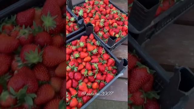 Фрукты в Абхазии круглый год! смотреть онлайн