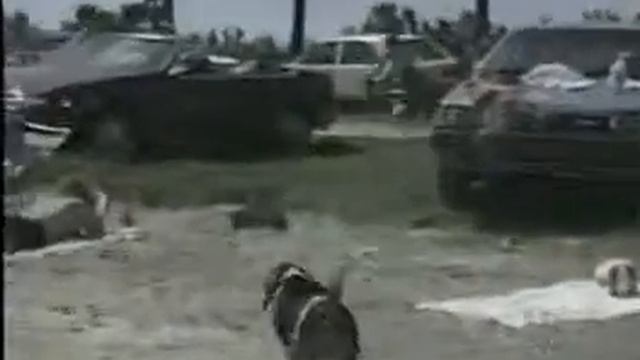 Прикол ! Собака ворует лифчик смотреть онлайн