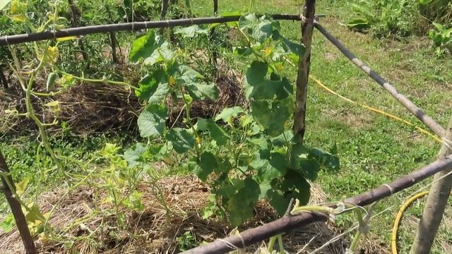 Прокосила за 3 дня 20 соток. Томаты растут. Огурцы прячутся. Кабачки собираем. 15 июля 2023 смотреть онлайн