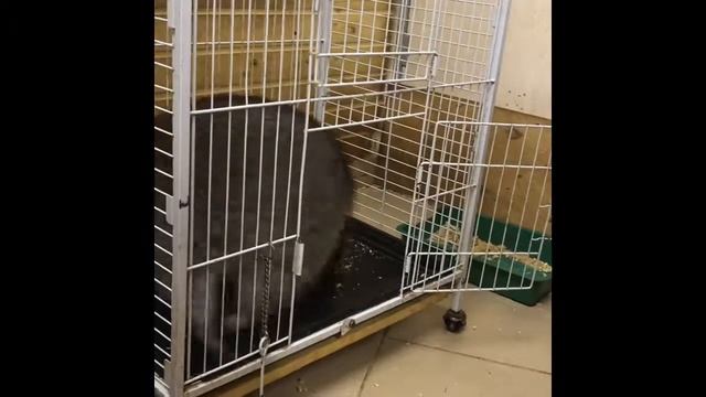 Еноты. В гостях у енотов. Смешные животные. смотреть онлайн